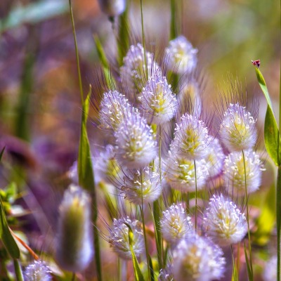 природа трава цветы nature grass flowers