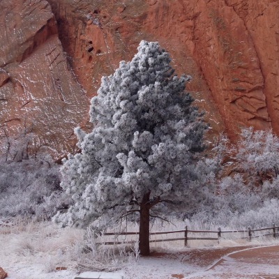 Иней дерево снег