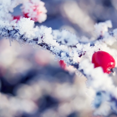 Мороз ягода снег