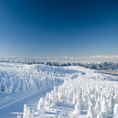 Зима снег деревья