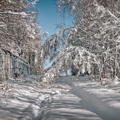 дорога снег деревья road snow trees