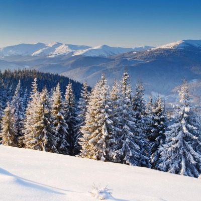 зима горы ели снег winter mountains ate snow