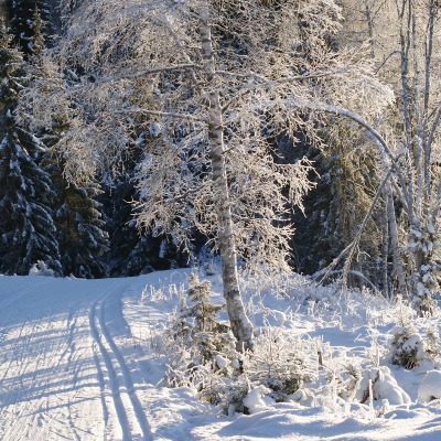 дорога снег лес road snow forest