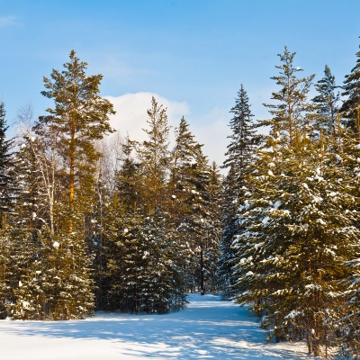 природа деревья снег зима nature trees snow winter