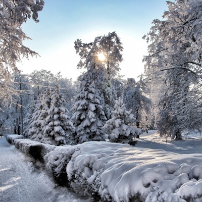 снег зима лучи деревья snow winter rays trees