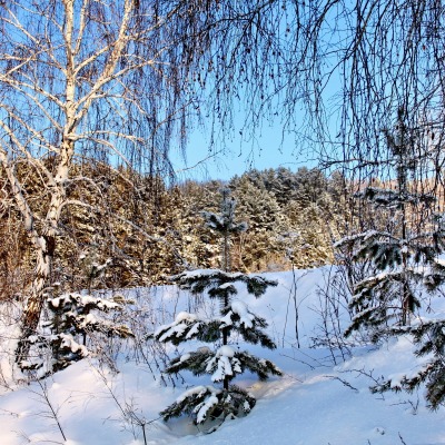 снег березы зима snow birch winter