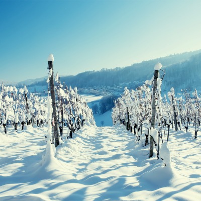 снег плантация snow plantation