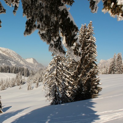 зима снег ели горы winter snow ate mountains