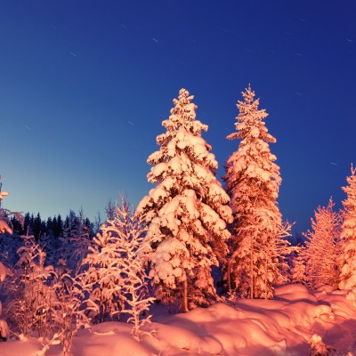 зима снег деревья winter snow trees