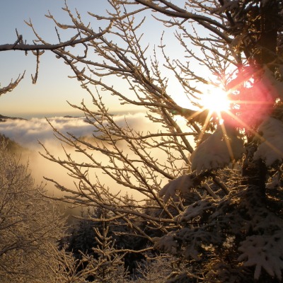 природа деревья солнце nature trees the sun