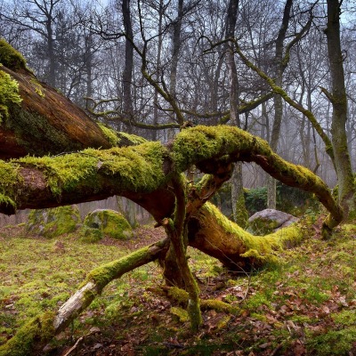 лес мох дерево forest moss tree