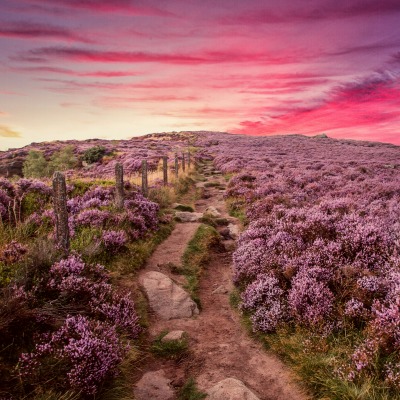 природа поле цветы горизонт небо nature field flowers horizon the sky