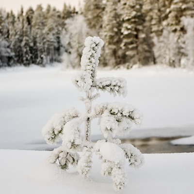 снег ель зима snow spruce winter