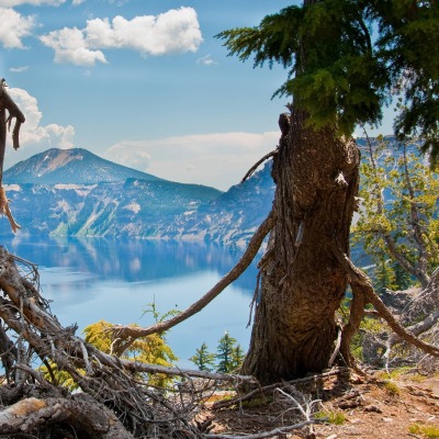 горы озеро деревья корни mountains the lake trees roots