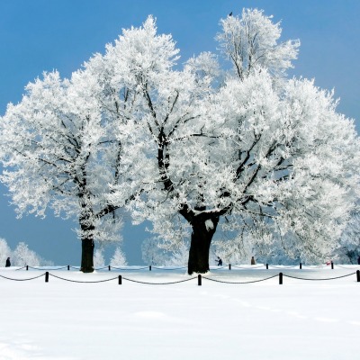 деревья снег