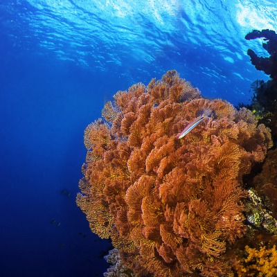 подводный мир кораллы underwater world corals