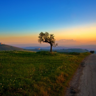 дерево дорога поле холмы tree road field hills