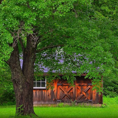 домик дерево лес the house tree forest