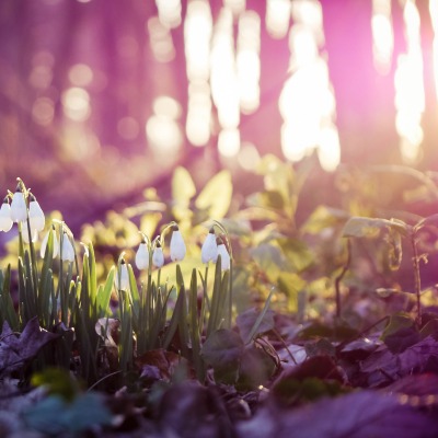 природа цветы подснежники nature flowers snowdrops