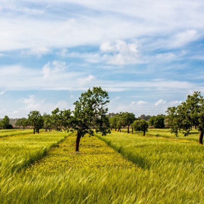 рожь сад rye garden