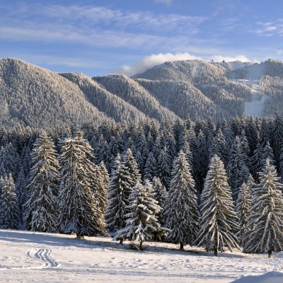 ели горы снег зима ate mountains snow winter