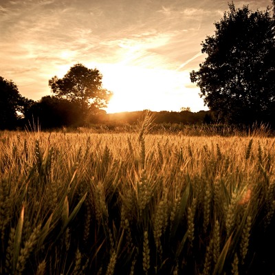 рожь закат rye sunset