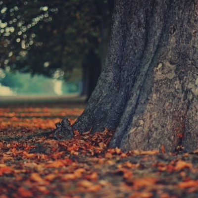 осень листья дерево autumn leaves tree