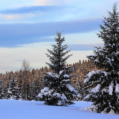 зима снег ели winter snow ate