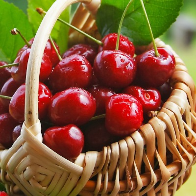 корзина вишни basket cherry