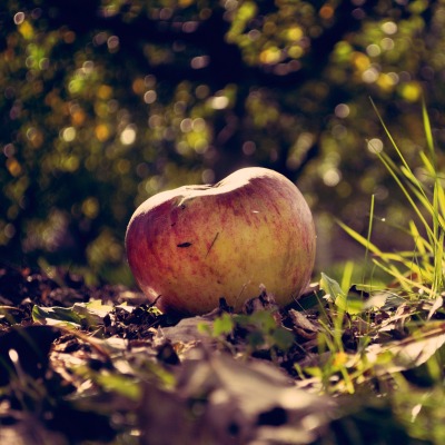 яблоко трава Apple grass