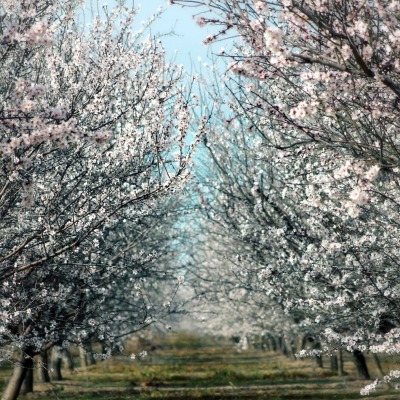 сад цветение garden flowering