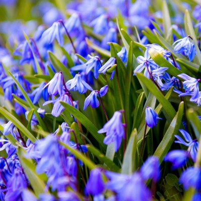 природа цветы синие подснежники