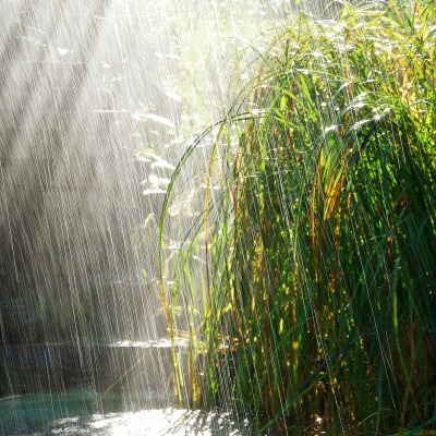 дождь трава the rain grass