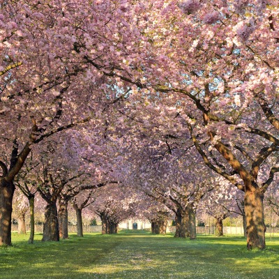 цветение деревья сад flowering trees garden