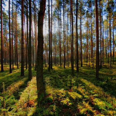 лес деревья лучи forest trees rays