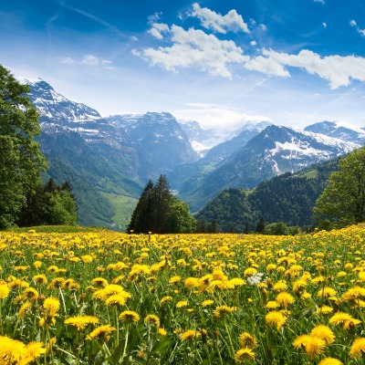 одуванчики горы dandelions mountains