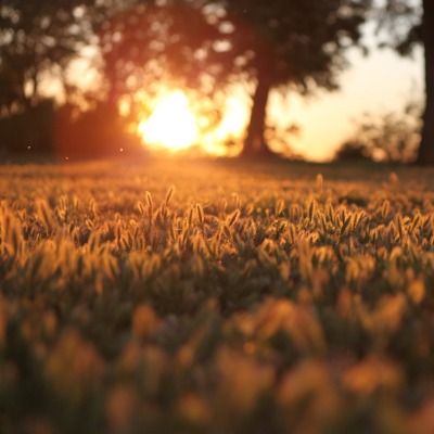 закат трава sunset grass