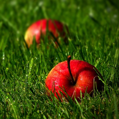 яблоко трава роса капли Apple grass Rosa drops