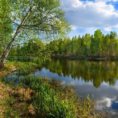 речка лето зелень березы