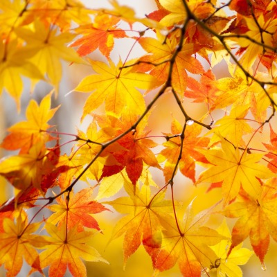 природа деревья листья осень