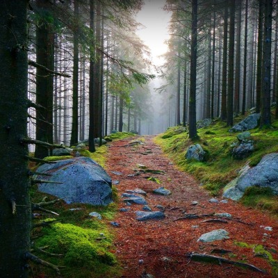 природа дорога деревья лес