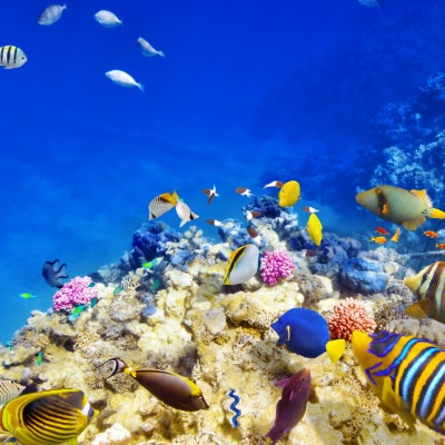 природа риф животные рыбы кораллы