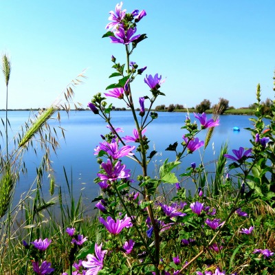 природа озеро цветы трава