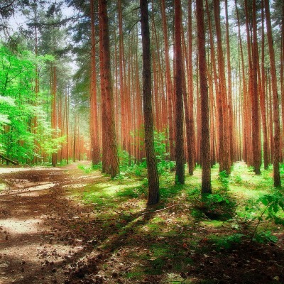 лес зелень дорожка
