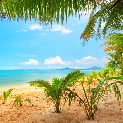 берег песок пальмы море