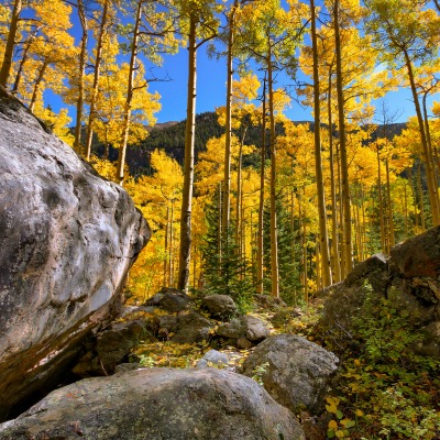 лес камень осень