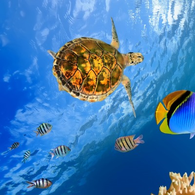черепаха океан подводный