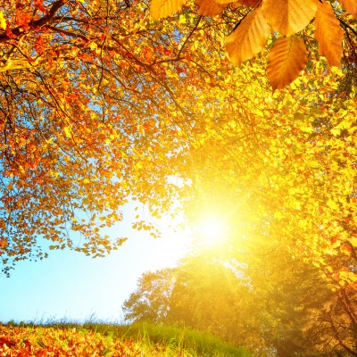 Осень лучи листья дерево