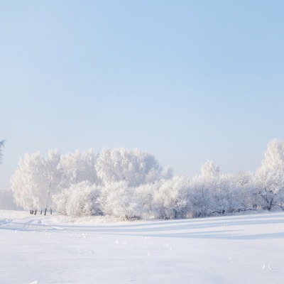 Снег деревья поле