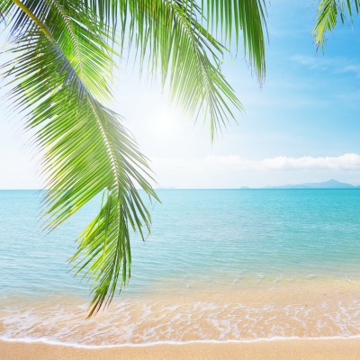 Море песок пляж пальмы